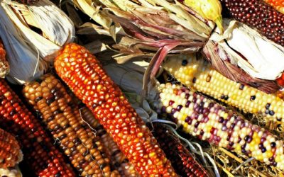 SUBMISSION DEADLINE EXTENDED Biowatch Agroecology  Scholarship