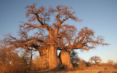 Voices for BioJustice Webinar