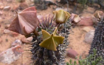 Rethinking policies for the global bio-economy