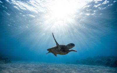 The ocean’s genome: protecting and sharing it