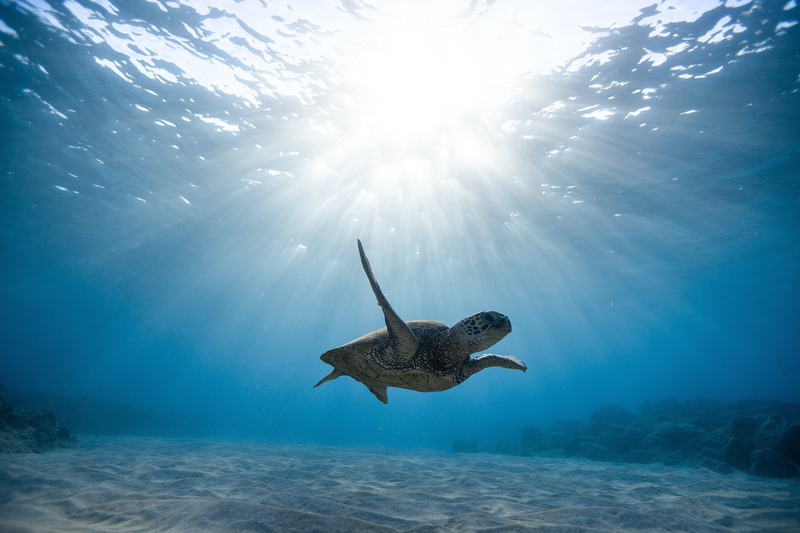 The ocean’s genome: protecting and sharing it