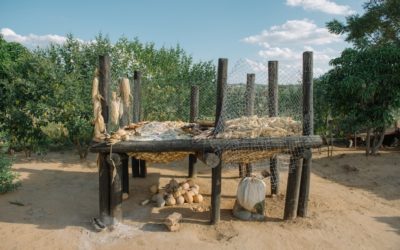 What are the links between seed security and food security?