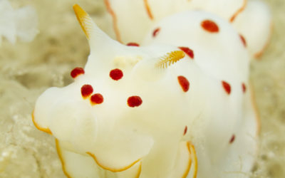 New study on inclusive and equitable research and innovation in marine biodiscovery