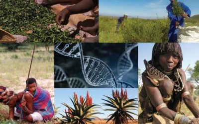 Connecting the dots … biodiversity conservation, sustainable use and access and benefit sharing