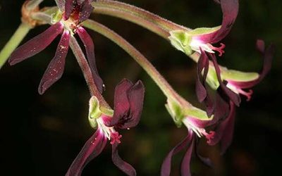 PhD Bursary: Conservation, access and benefit sharing – the case of Pelargonium sidoides