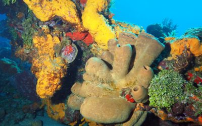 Towards a community of practice for equitable and sustainable marine biodiscovery in South Africa
