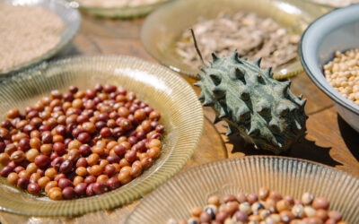 Research feedback – Understanding the resilience of local seed systems