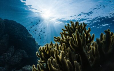 How can biodiscovery research lead to benefits for the conservation and sustainable use of biodiversity?