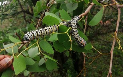 Reflections on the 4th International Conference on Insects as Food and Feed