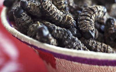 ‘Vibrant’ cross-border trade in mopane worms from Botswana to South Africa