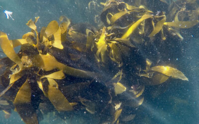 Golden forests: the perceived value of South African kelp